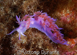 Flabellina Affinis by Vittorio Durante 